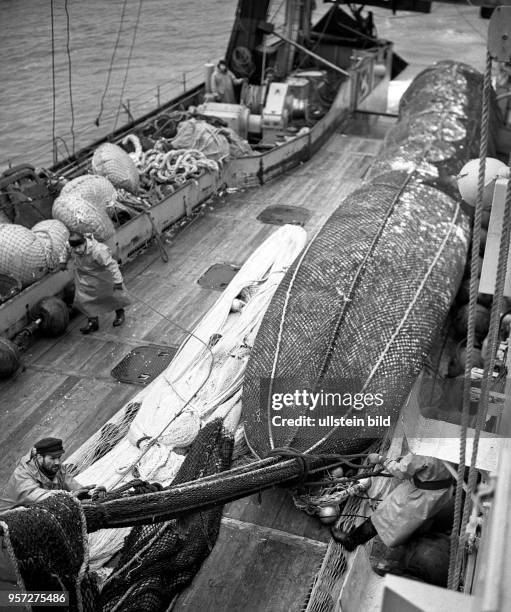 Rostock / Fischfang / Hochseefischerei / Januar 1969 / Ein dickes Netz wird an Deck des Fang-und Verarbeitungsschiffes "Louis Fuernberg" gehievt....