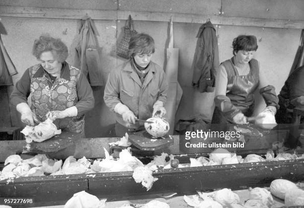 Frauen putzen in einer Halle eines Landwirtschaftsunternehmens bei Saßnitz Weißkohl, undatiertes Foto von 1981.