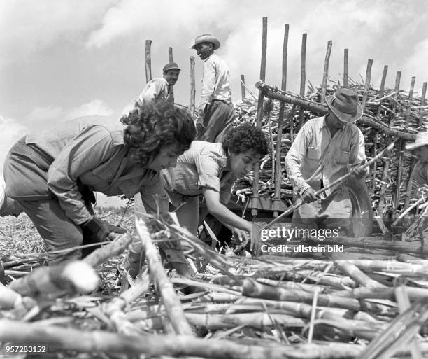 Landarbeiter bei der Ernte von Zuckerrohr auf einem Feld bei Mantansas, aufgenommen 1962
