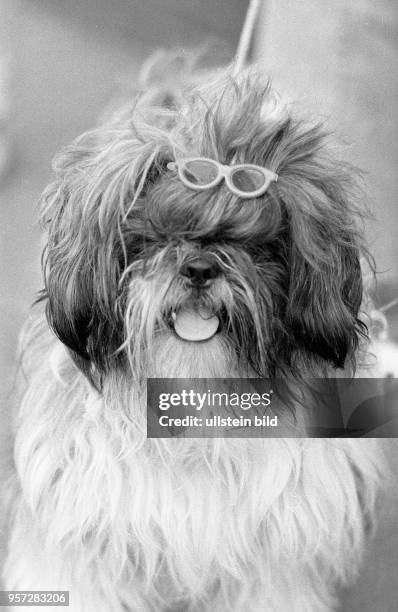 Ostberlin - heisse Sommertage, Alltagsgeschehen - auch dieser Hund schwitzt und trägt trotzdem modische Sonnenbrille.