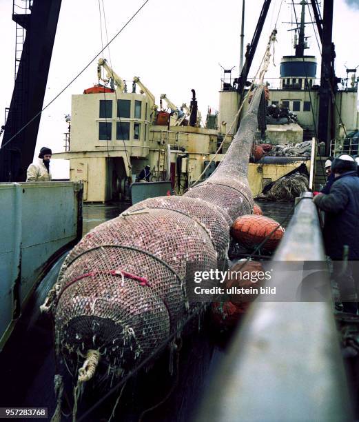 Rostock / Fischfang / Hochseefischerei / Februar 1977 / Ein voller Uebergabe-Steert vom Zubringer-Trawler wird an Deck des Fabrik-Mutterschiffes...