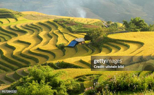 Blick auf terrrassenförmig angelegte Reisfelder der Hmongs an den Gebirgshängen nahe dem Ort Sapa in der gleichnamigen Bergregion im Norden Vietnams,...