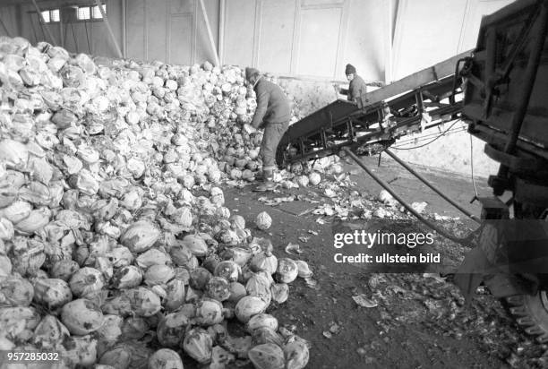 Männer lagern in einer Halle eines Landwirtschaftsunternehmens bei Saßnitz von Erzeugern angelieferten Weißkohl, undatiertes Foto von 1981.