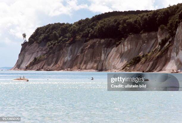 Blick auf die Kreidefelsen im Nordosten der Halbinsel Jasmund der Insel Rügen, undatiertes Foto von 1981.