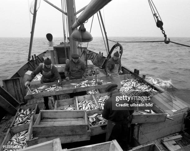 Die Besatzung des Fischkutters "Kurt Bürger" der Fischerei-Produktions-Genossenschaft Warnemünde hat in der Ostsee einen guten Fang gemacht und an...