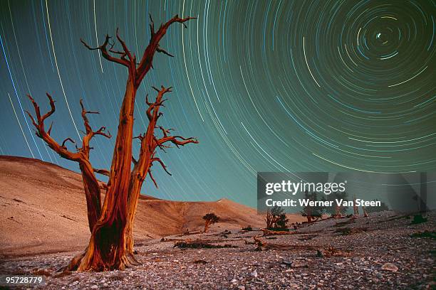 bristlecone pines (pinus longaeva) and startrails - white mountains kalifornien bildbanksfoton och bilder