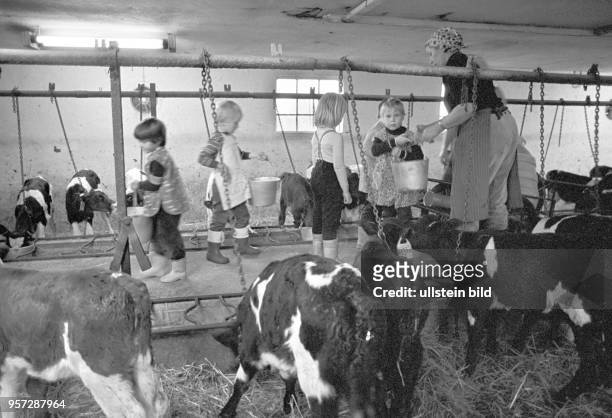 Kinder besuchen ihre Patenbrigade in einem Kuhstall einer LPG in Groß Godems bei Ludwigslust und lernen, was alles im Kuhstall zu tun ist,...