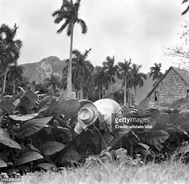 Ein Feldarbeiter bei der Tabakernte im Tal von Vinales in der Provinz Pinar del Rio. Hier wächst der wohl beste Tabak der Welt, aufgenommen 1962.