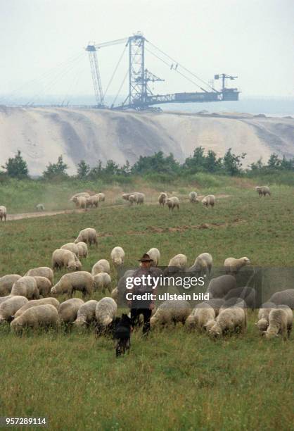 Ein Schäfer mit seiner Schafherde auf einer Wiese vor der Kulisse des Braunkohletagebaus Welzow, aufgenommen im April 1986.
