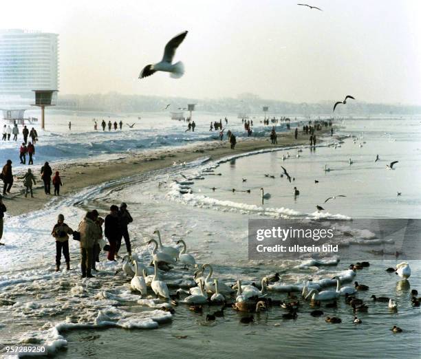 Der dicke Schnee- und Eispanzer des Ostseestrandes in Warnemünde lockt viele Schaulustige an, die in der kalten Jahreszeit gern die vielen hungrigen...