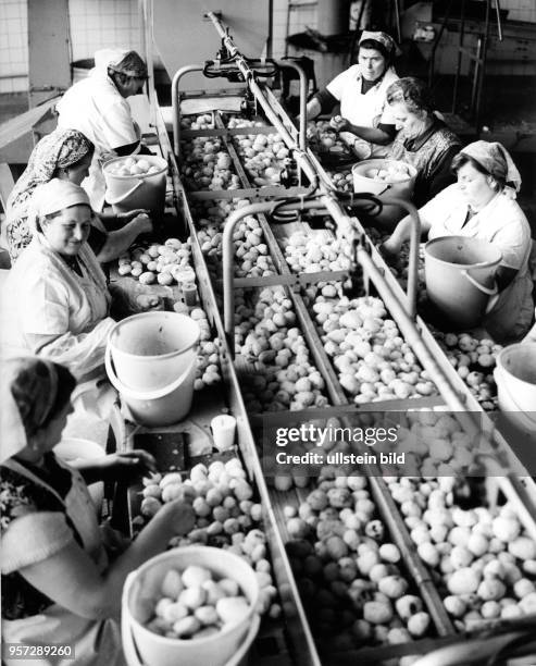 Kartoffeln für Großküchen vom Band lieferten diese Frauen an der Schällinie in der genossenschaftlichen Einrichtung Grossenhain, aufgenommen 1972....