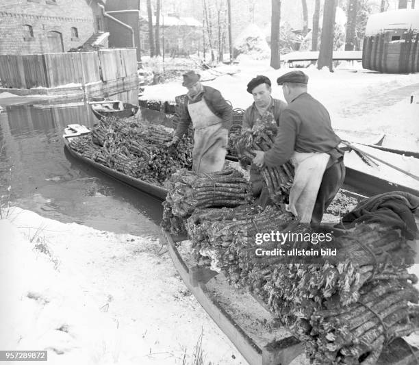 Bauern verladen im Spreewald-Dorf Lehde den im Spätherbst gernteten Meerrettich auf ihre Holzkähne und transportieren das Gemüse zur Verarbeitung...