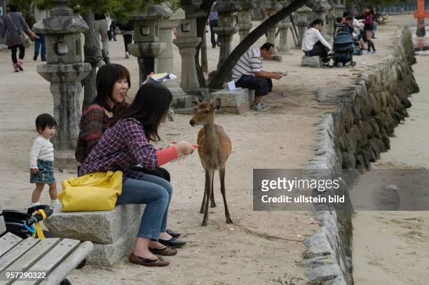 Oktober 2009 / Japan / Insel Miyajima / Freilaufende zahme Wildtiere an der Seite von Touristen am Isukushima-Schrein auf der Insel Miyajima unweit...