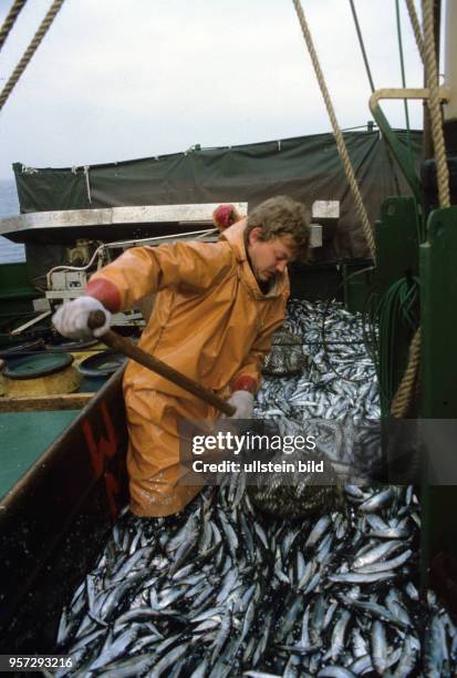 Ein Fischer an Deck eines Fischkutters der DDR-Fischereiflotte versucht Herr der gefangenen Heringe zu werden, aufgenommen im Mai 1987. Die Heringe...