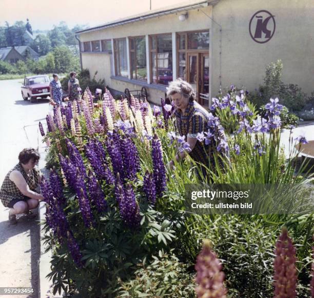 Neben dem Verkauf kümmerten sich sie Verkäuferinnen im Landkonsum Oelsen bei Pirna auch um die Pflege eines Vorgartens, aufgenommen im Sommer 1974....