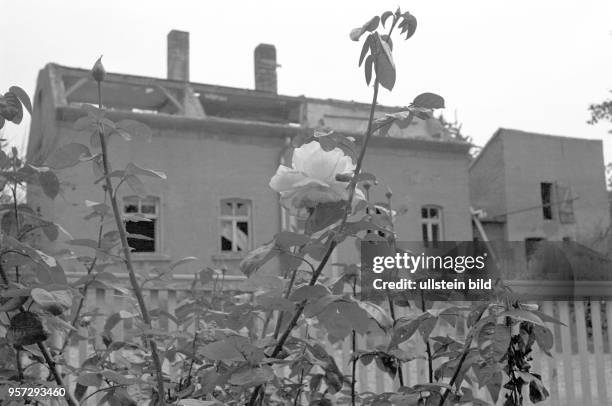 Rosen blühen im Juli 1978 letzmalig an einem Gartenzaun vor der Ruine eines Wohnhauses im Ort Magdeborn, undatiertes Foto vom Juli 1978. 1978 musste...