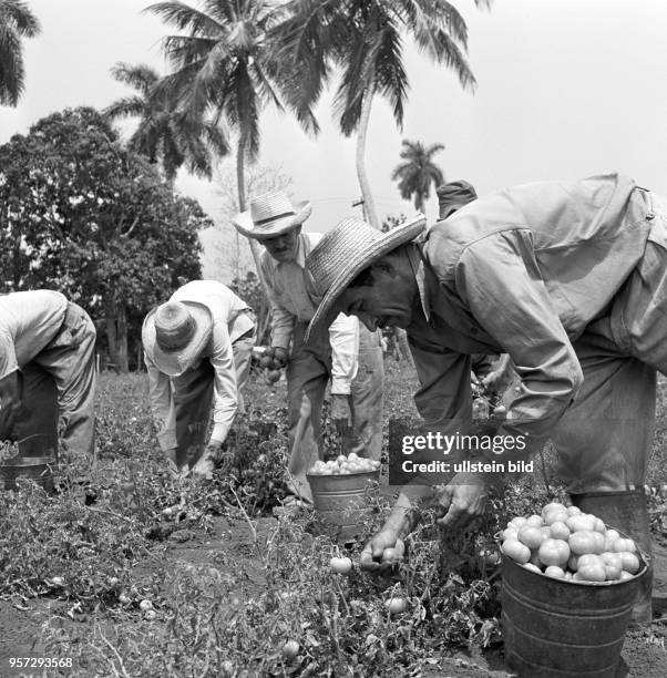 Bauern bei der Ernte von Tomaten auf einem Feld bei Havanna , aufgenommen 1962