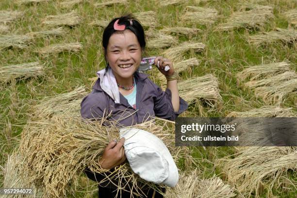 Eine Bäuerin der Blauen Hmong bei der Ernte auf den terrrassenförmig angelegten Reisfeldern bei Cat Cat an den Gebirgshängen nahe dem Ort Sapa in der...