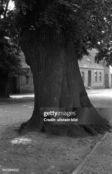 Eine alte Eiche steht im Berliner Umland am Straßenrand in Teupitz, aufgenommen 1956.