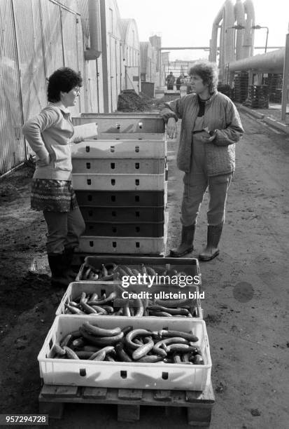 Zwei Frauen an Kisten mit grünen Gurken vor den Gewächshäusern des VEG Vockerode, aufgenommen im März 1986. Mit 64 Hektar war Vockerode eine der...