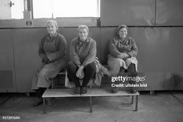 Arbeiterinnen der LPG Beesenstedt sitzen in einem Betriebsgebäude beisammen, aufgenommen am . Gegenwärtig wird der angebaute Hopfen geerntet und die...