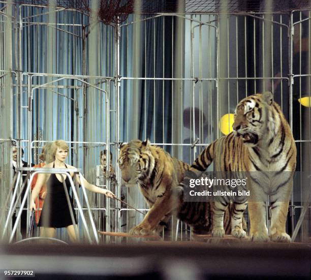 Der Schauspielerin Angelika Waller bei einer Tigerdressur im Rahmen der DDR-Unterhaltungsshow "Nacht der Prominenten", bei der Künstler von Theater,...