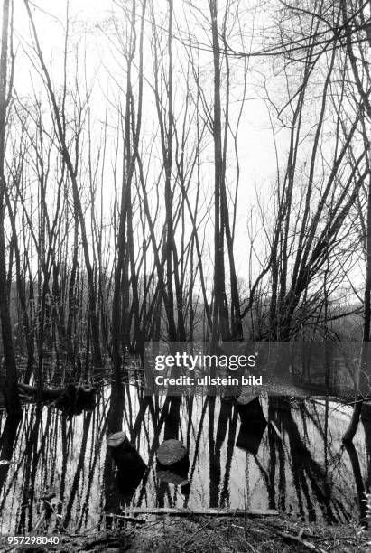 Der Faule See im Berliner Stadtteil Weissensee, aufgenommen 1981. Der See im Bezirk Pankow liegt im Ortsteil Weißensee, mitten im gleichnamigen...