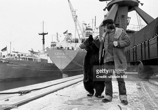 Als ungewöhnliche Passagiere gingen acht Braunbären vom Staatszirkus der CSSR im Seehafen Rostock an Bord des DDR-Frachters "Leipzig", aufgenommen am...