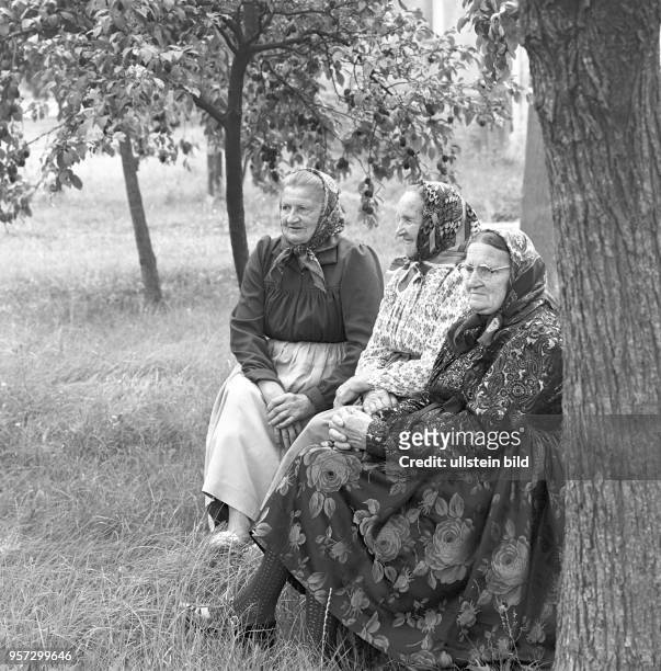 Drei ältere Spreewald-Bewohnerinnen verfolgen in Dissen bei Cottbus am als Zuschauerinnen das Hahnrupfen. Bei diesem Brauch zur Erntezeit müssen...