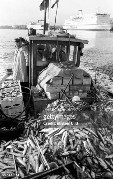 Im Frühjahr 1990 läuft der Dassower Fischkutter WIS 065 mit reicher Beute in den Fischereihafen von Travemünde ein, wo der Heringsfang aus den Netzen...