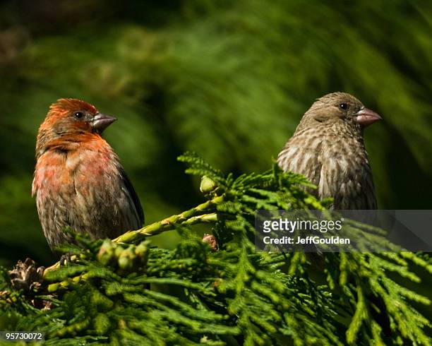 house finch pair in cedar tree - jeff goulden stock pictures, royalty-free photos & images