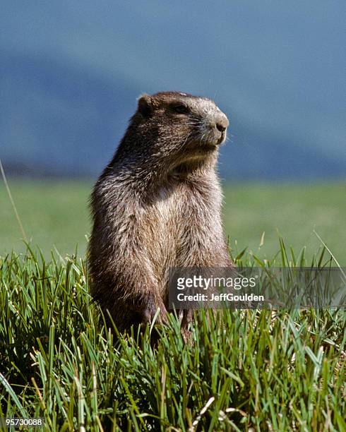 marmota olímpico - woodchuck fotografías e imágenes de stock