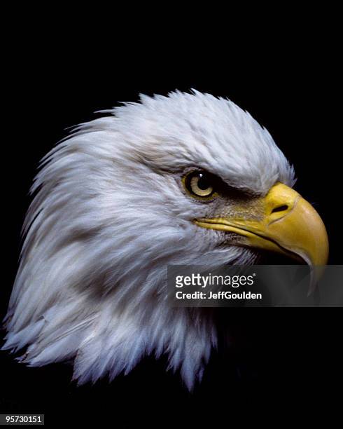 majestic bald eagle - jeff goulden stockfoto's en -beelden