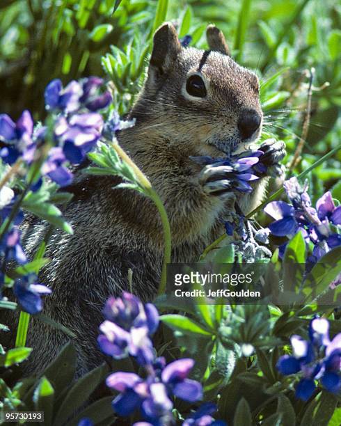 golden mantled ground squirrel in lupine - jeff goulden stock pictures, royalty-free photos & images