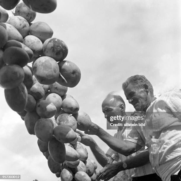 Zwei Bauern mit einer Staude Mangofrüchten, die sie am Straßenrand einer Straße bei Havanna zum Verkauf anbieten, aufgenommen 1962.