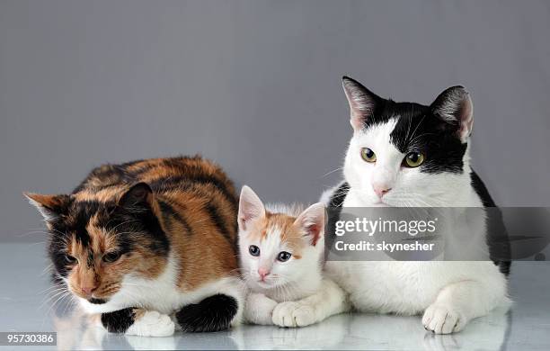 cute cats family resting. - three animals stock pictures, royalty-free photos & images