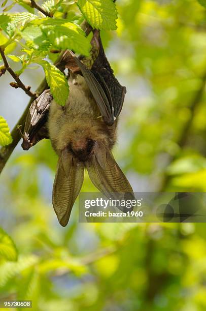 swinging bat - hanging bat stock pictures, royalty-free photos & images