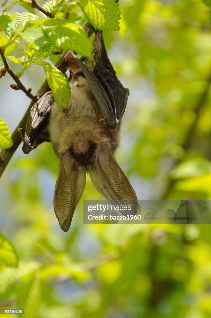 Swinging bat