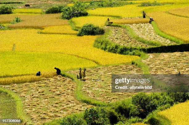 Blick auf terrrassenförmig angelegte Reisfelder an den Gebirgshängen nahe dem Ort Sapa in der gleichnamigen Bergregion im Norden Vietnams,...