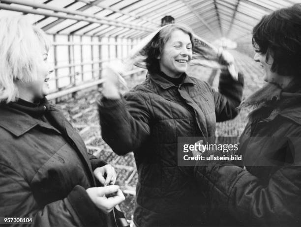 Junge Gärtnerinnen scherzen während ihrer Arbeit in einem Gewächshaus der GPG Dresden-Kaditz, aufgenommen 1973. In der Gärtnerischen...