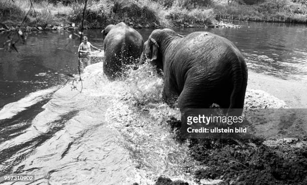 Elefanten aus dem Zoo Cottbus suchen Abkühlung im Wasser der nahegelegenen Spree gemeinsam mit ihrem Tierpfleger, aufgenommen am . -