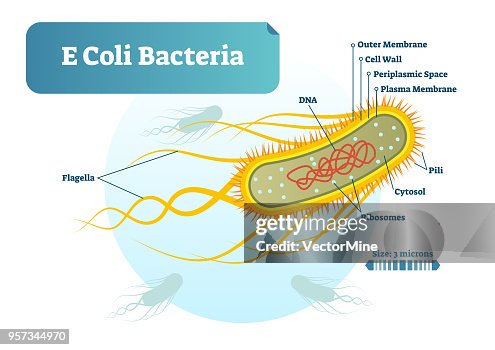 E Coli Bacteria Micro Biological Vector Illustration Cross Section ...