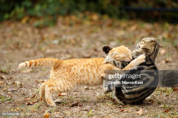 catfight - cats fighting stock pictures, royalty-free photos & images