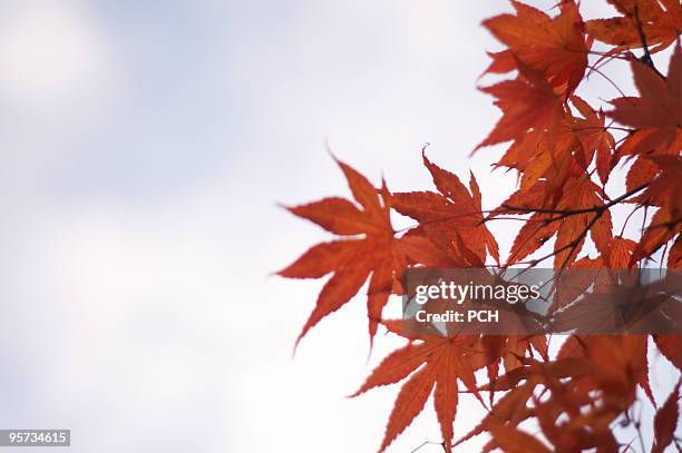 red maple leaves against sky - arce rojo fotografías e imágenes de stock