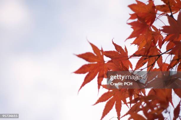 red maple leaves against sky - accero rosso foto e immagini stock