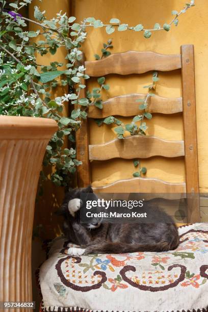 cat - bormes les mimosas photos et images de collection