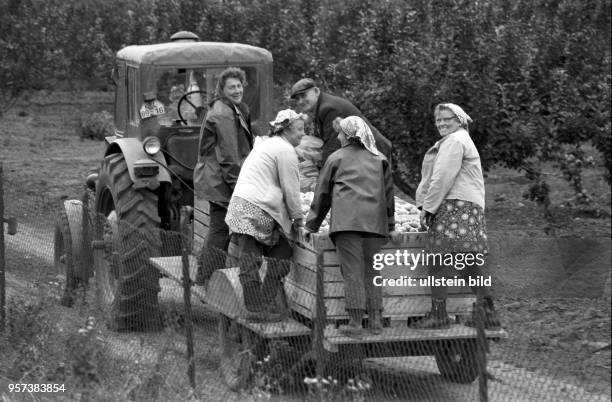 Auf der Apfelplantage des Volkseigenen Gutes Pflanzenproduktion "Walter Schneider" Eisleben steht die Ernte an, aufgenommen am . Die Plantagen...