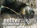 Präriehund beim Fressen - 1994