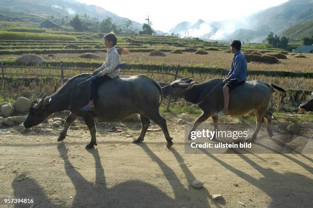 Kinder der Hmongs sitzen auf Wasserbüffeln auf einer Landstraße nahe dem Ort Sapa in der gleichnamigen Bergregion im Norden Vietnams, aufgenommen im...