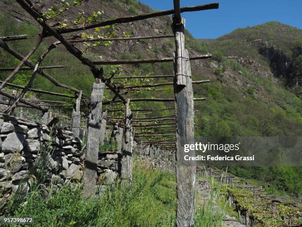 springtime view of traditional vineyard in maggia valley - merlot grape stock pictures, royalty-free photos & images